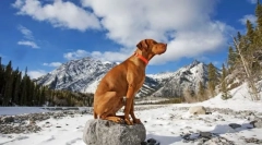 Kurzhaar (fotografija) - zvest spremljevalec in veliki lovec: opis, znak, nega